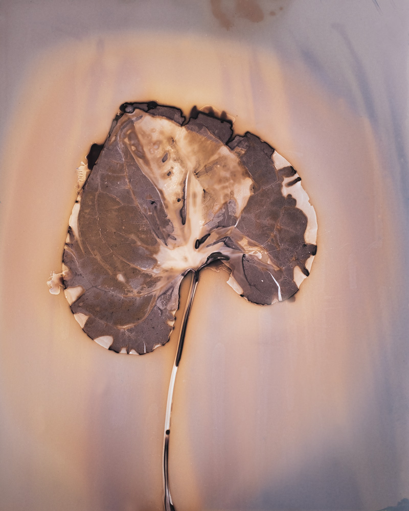 © Anaïs Tondeur, Fleurs de Feux