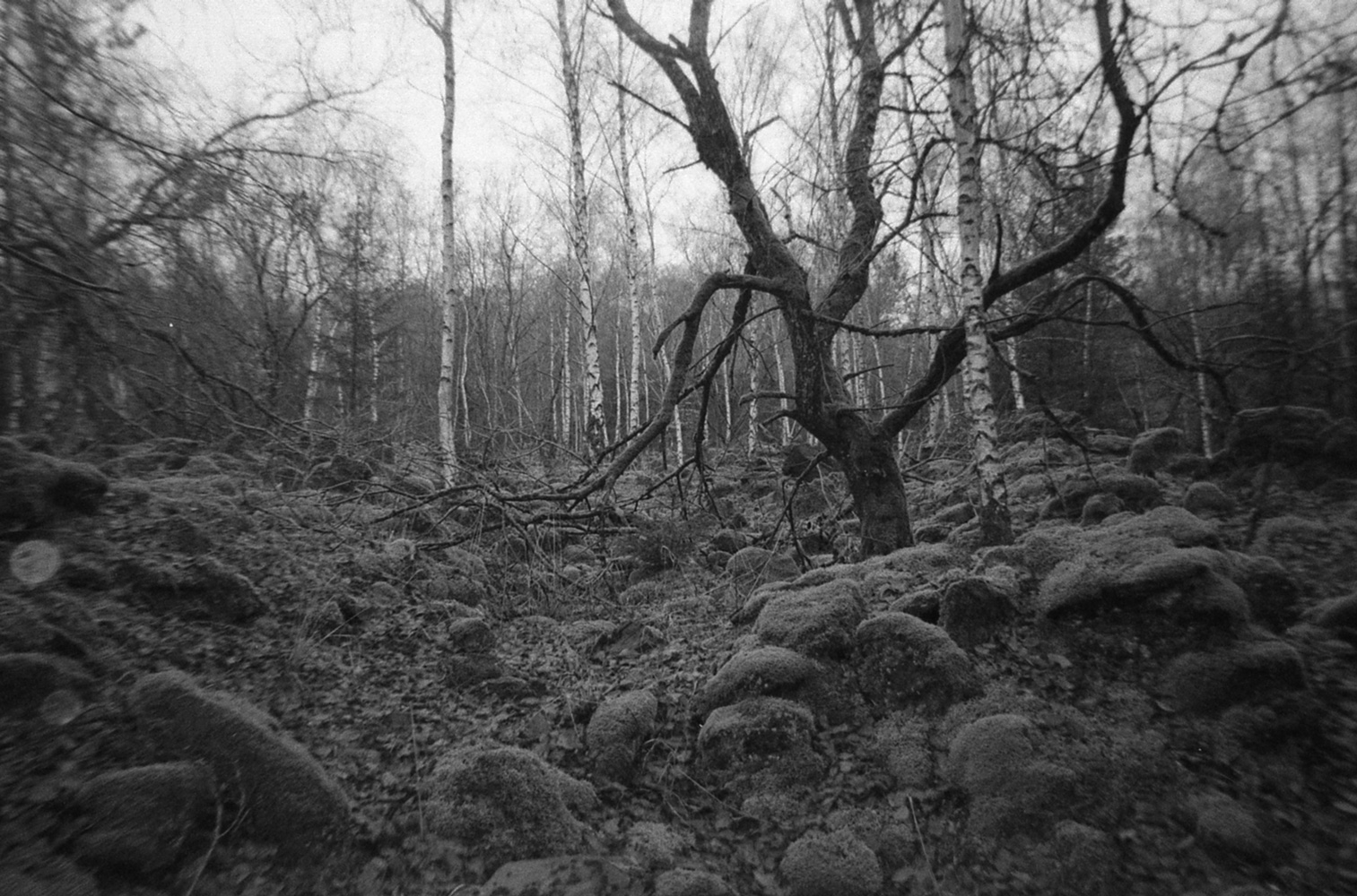 © SERGE ECKER, Murmurare